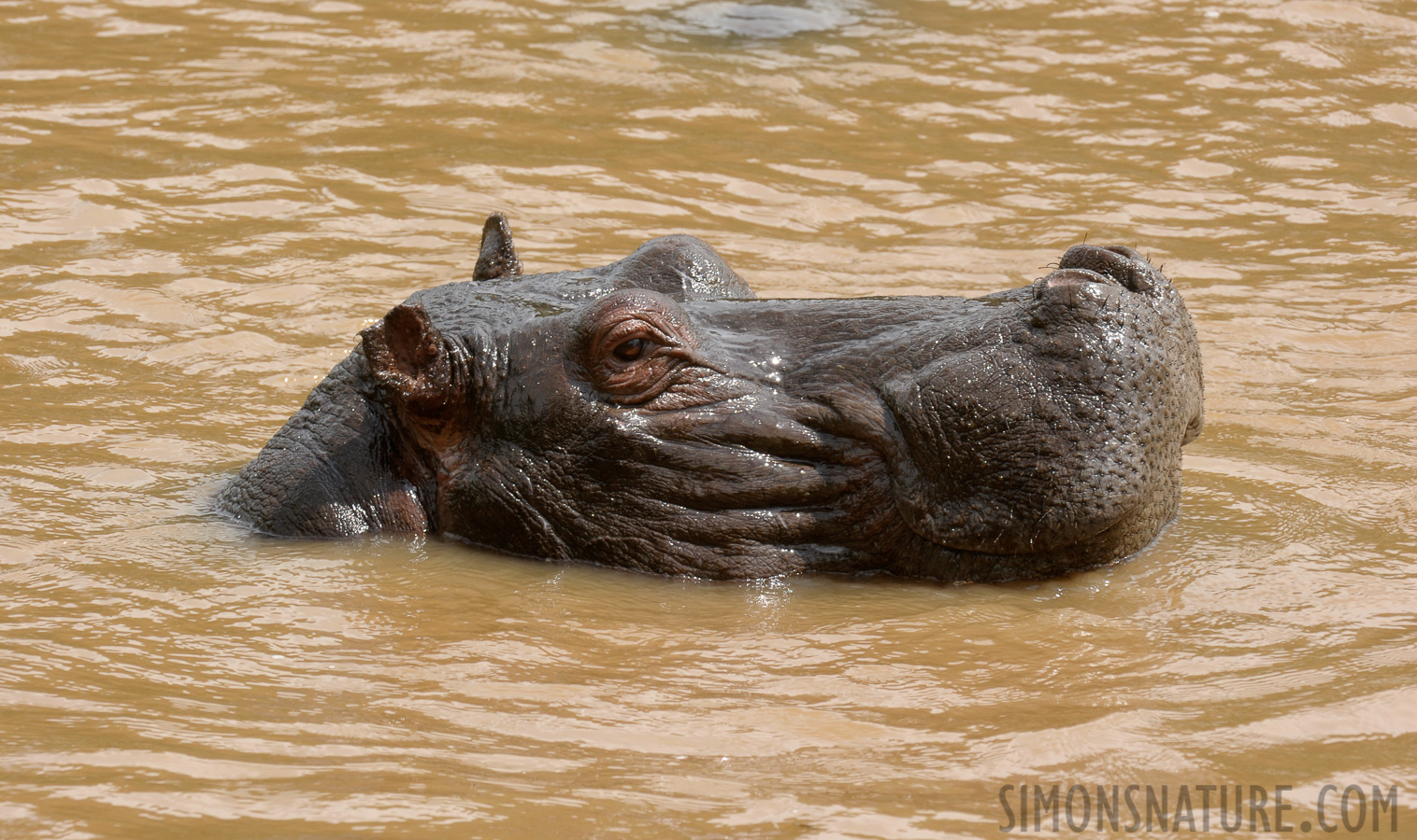 Hippopotamus amphibius amphibius [400 mm, 1/250 Sek. bei f / 13, ISO 640]